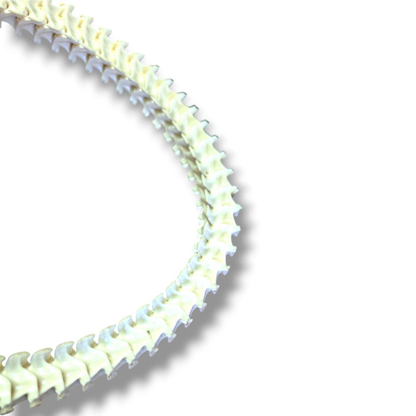 Authentic Snake Vertebrae Necklace, 30 Inch Handcrafted Bone Cord